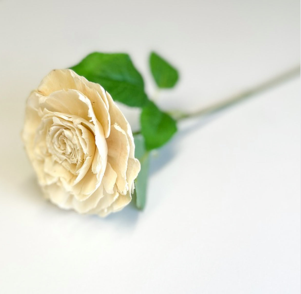 White Single Stem Rose - Expressions Dance Fundraiser 🩰
