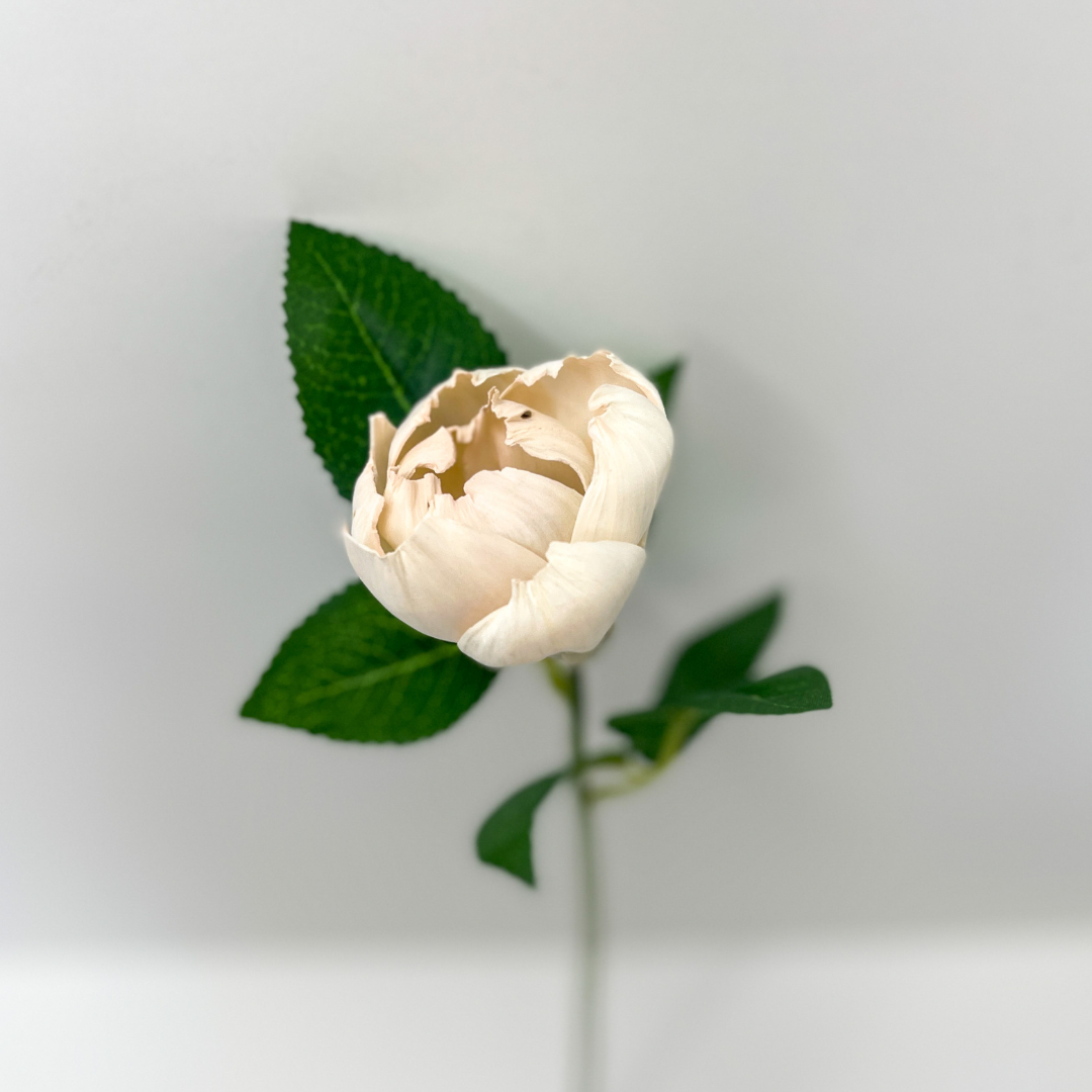 Single stem wooden luxe blush Peony bud with green leaves.