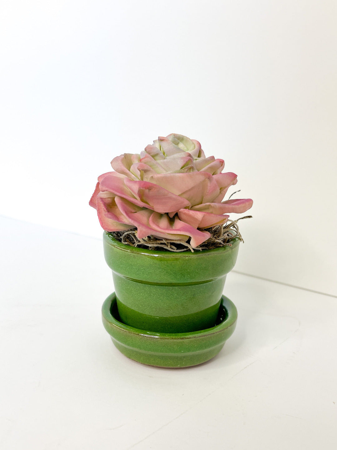 Single Potted Succulent